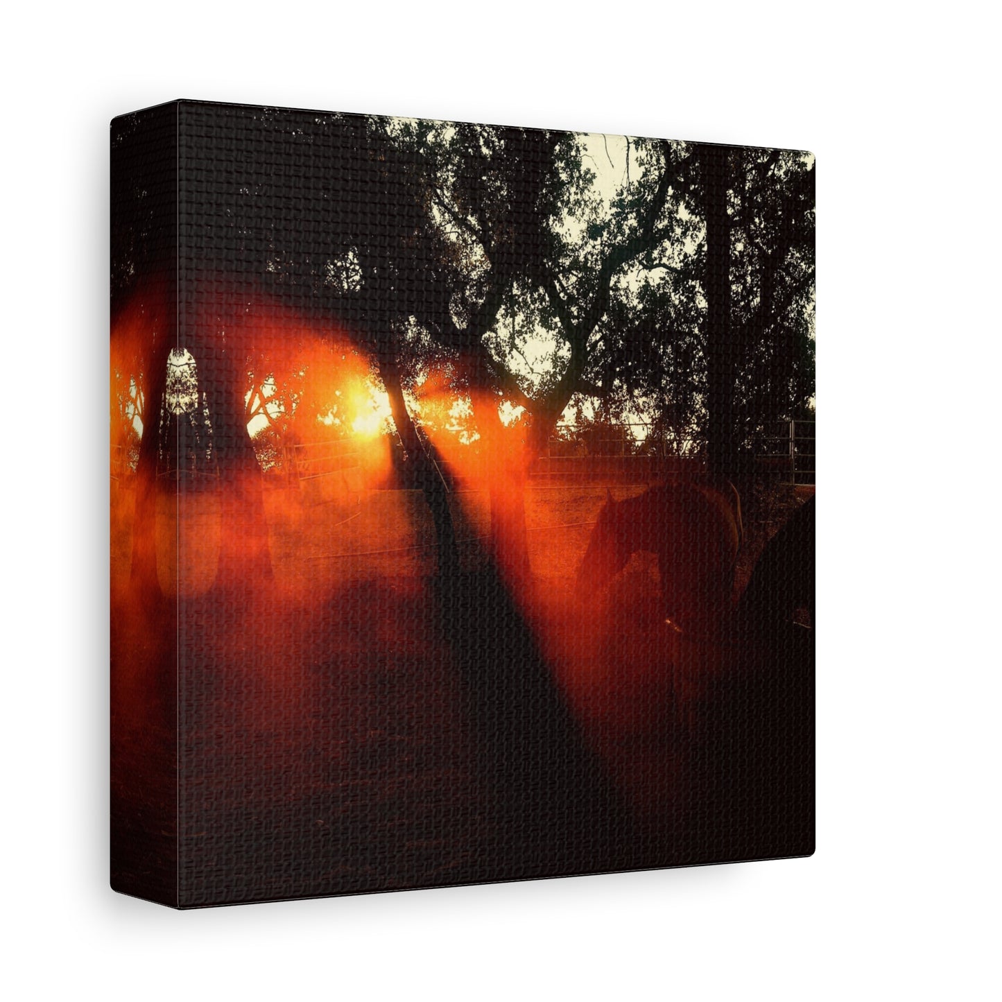 Sunset Forest Matte Canvas Wall Art — Dramatic Orange Light Photography
