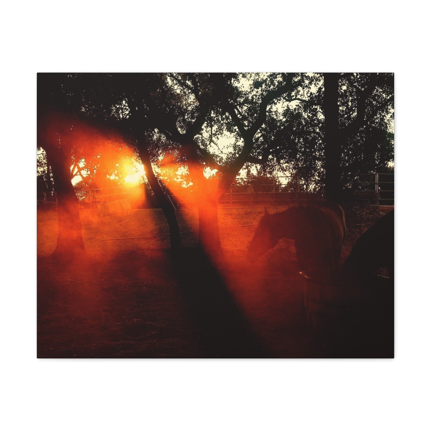 Sunset Forest Matte Canvas Wall Art — Dramatic Orange Light Photography