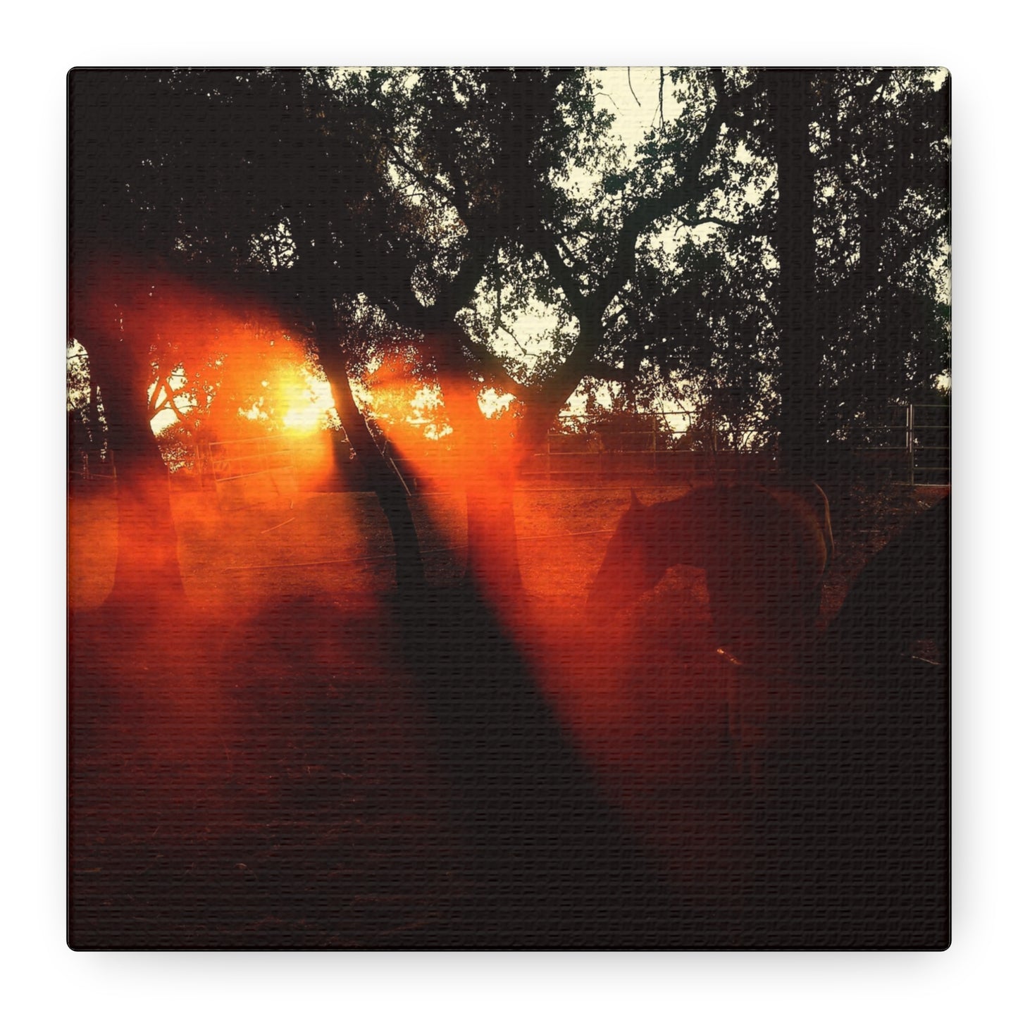Sunset Forest Matte Canvas Wall Art — Dramatic Orange Light Photography