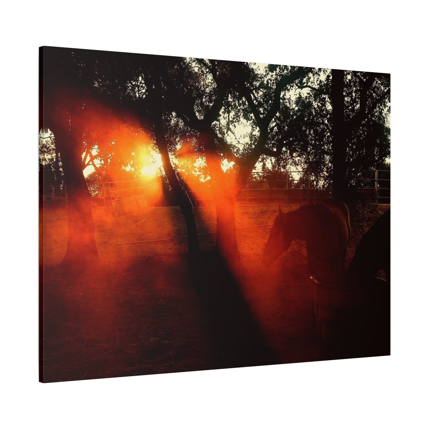 Sunset Forest Matte Canvas Wall Art — Dramatic Orange Light Photography