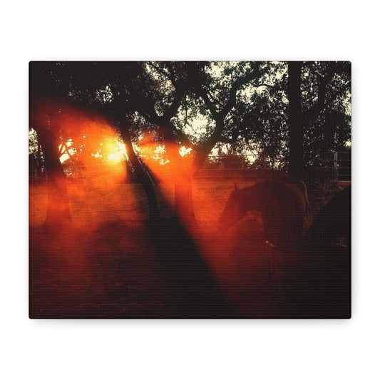 Sunset Forest Matte Canvas Wall Art — Dramatic Orange Light Photography