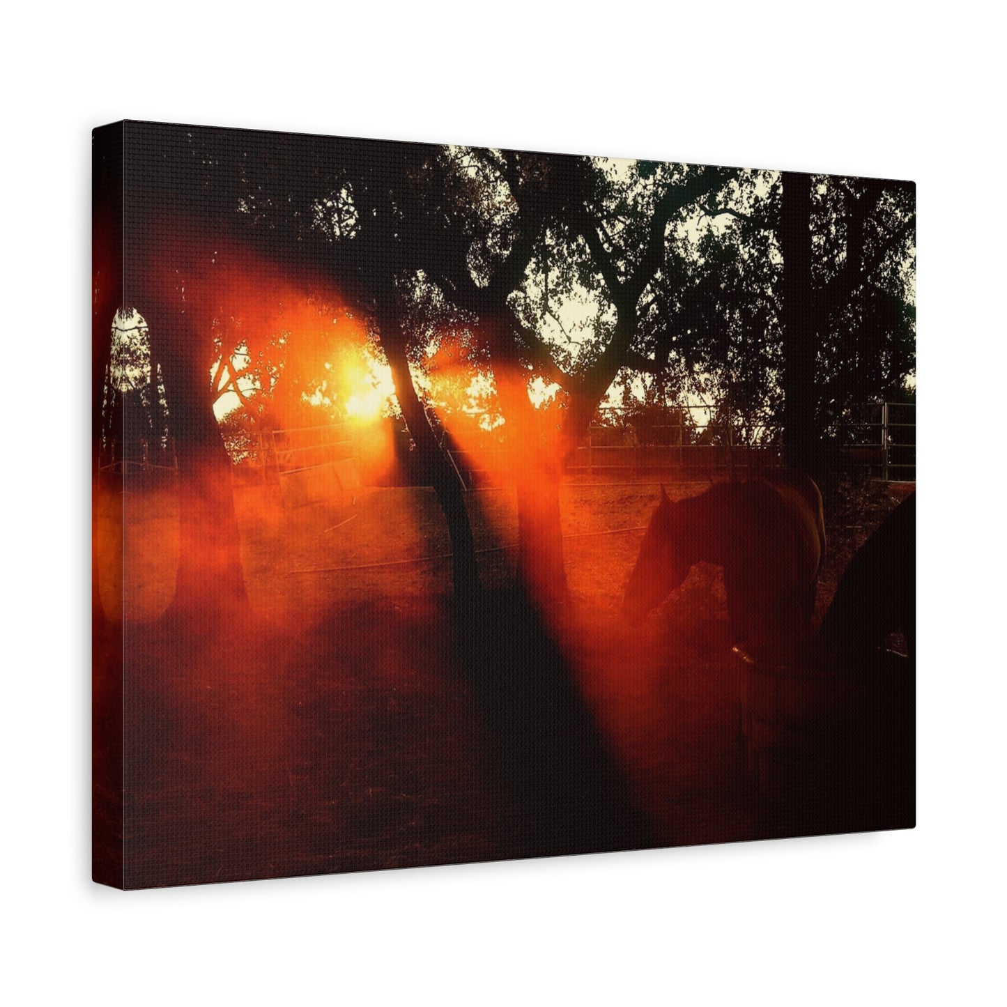 Sunset Forest Matte Canvas Wall Art — Dramatic Orange Light Photography