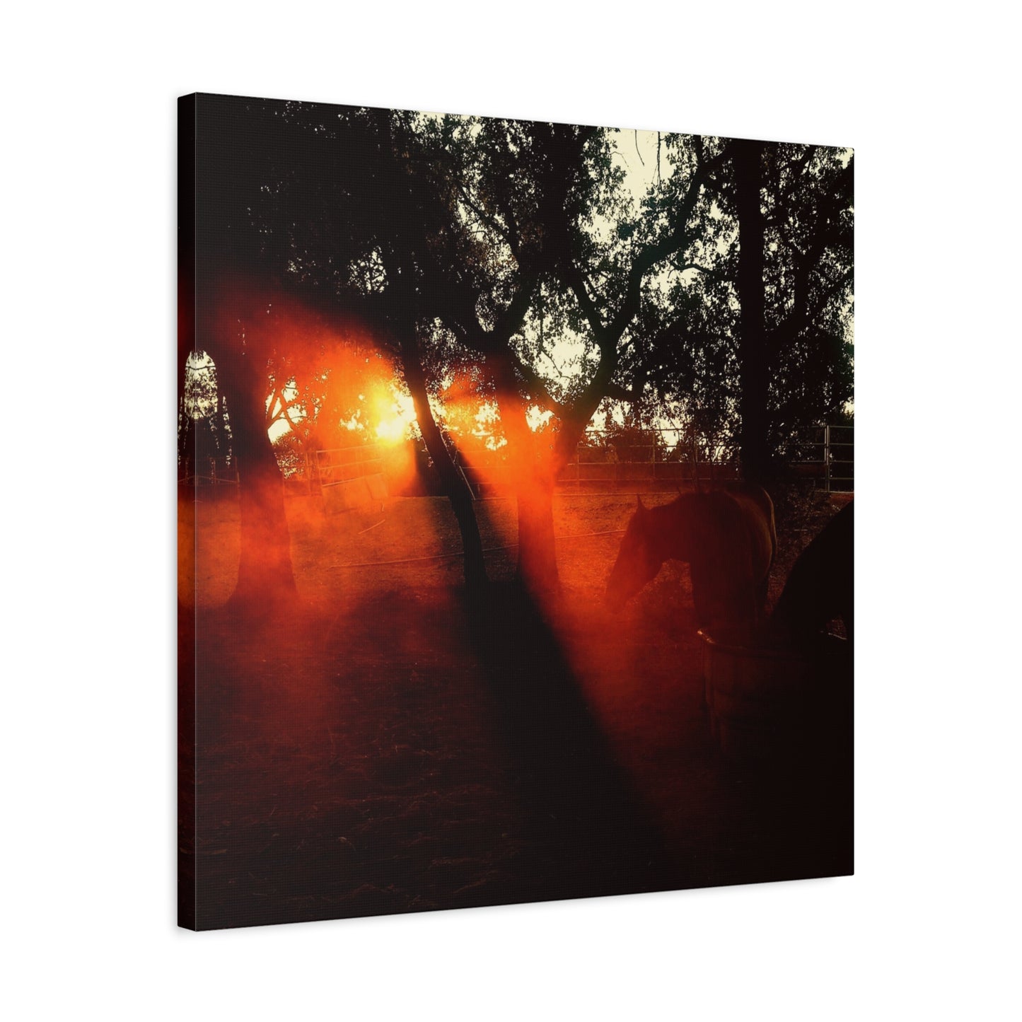 Sunset Forest Matte Canvas Wall Art — Dramatic Orange Light Photography