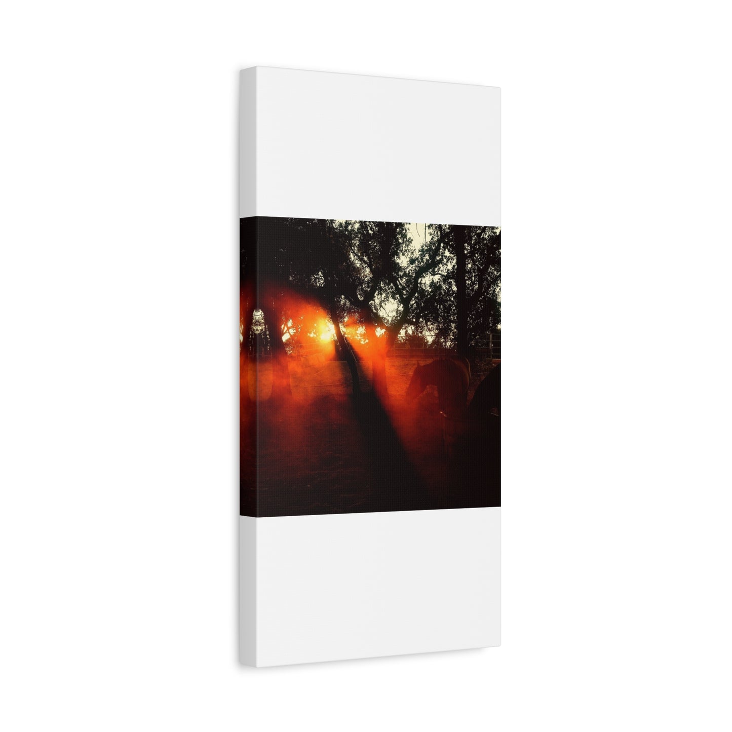 Sunset Forest Matte Canvas Wall Art — Dramatic Orange Light Photography