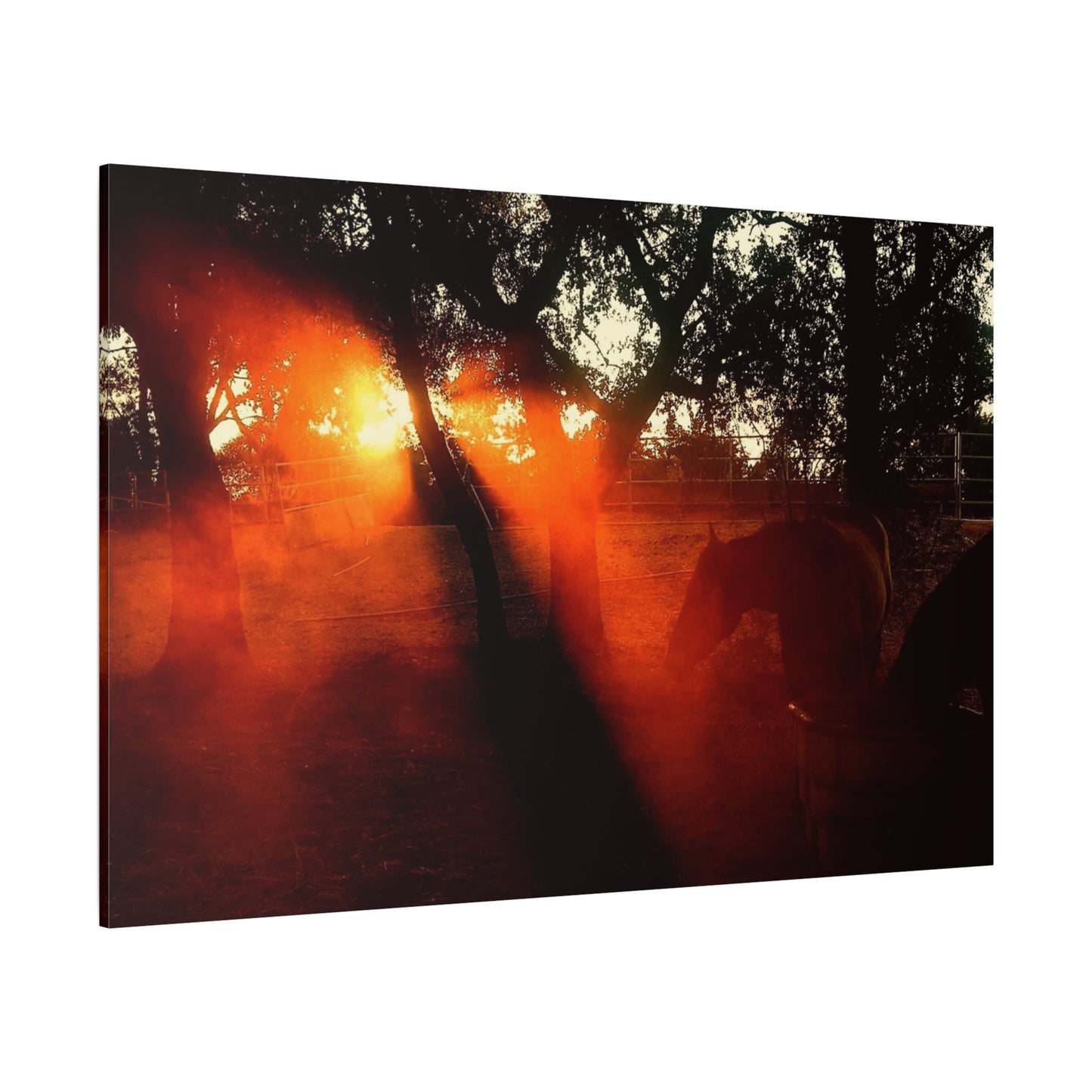 Sunset Forest Matte Canvas Wall Art — Dramatic Orange Light Photography