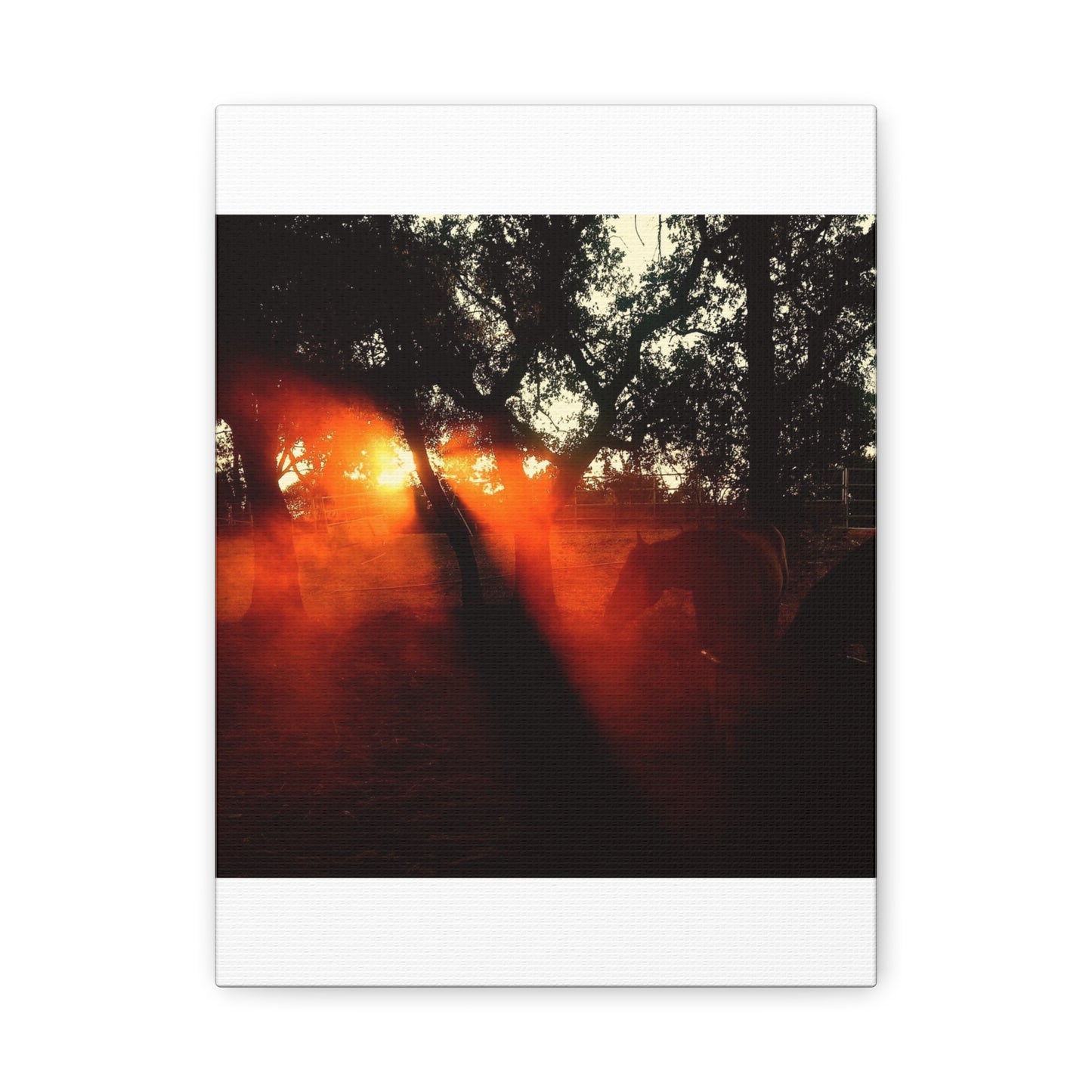 Sunset Forest Matte Canvas Wall Art — Dramatic Orange Light Photography