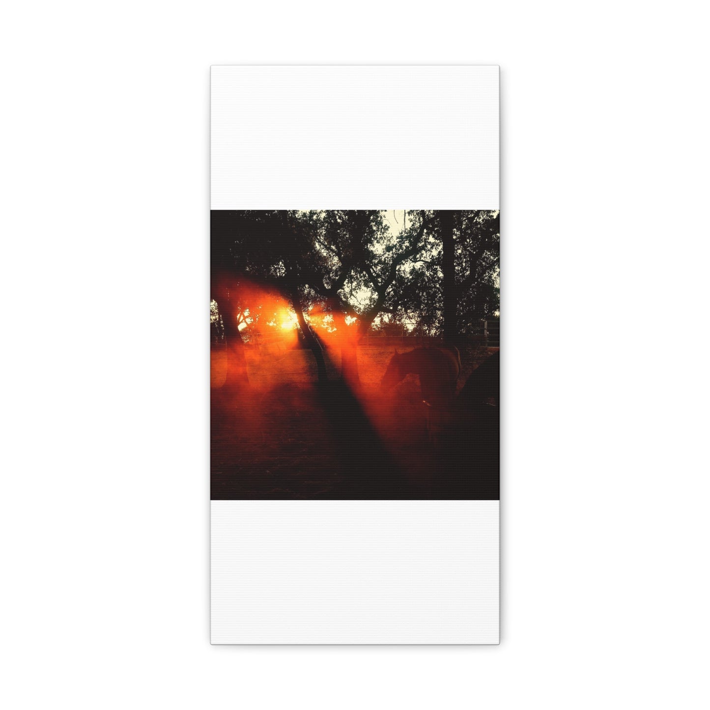 Sunset Forest Matte Canvas Wall Art — Dramatic Orange Light Photography