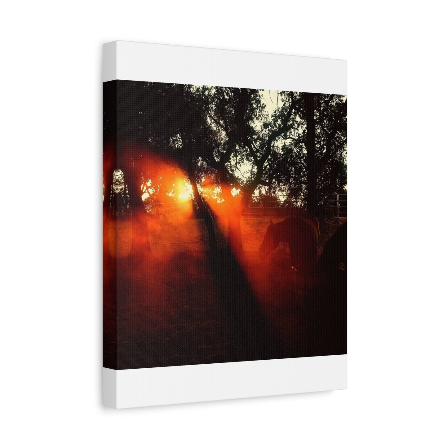 Sunset Forest Matte Canvas Wall Art — Dramatic Orange Light Photography
