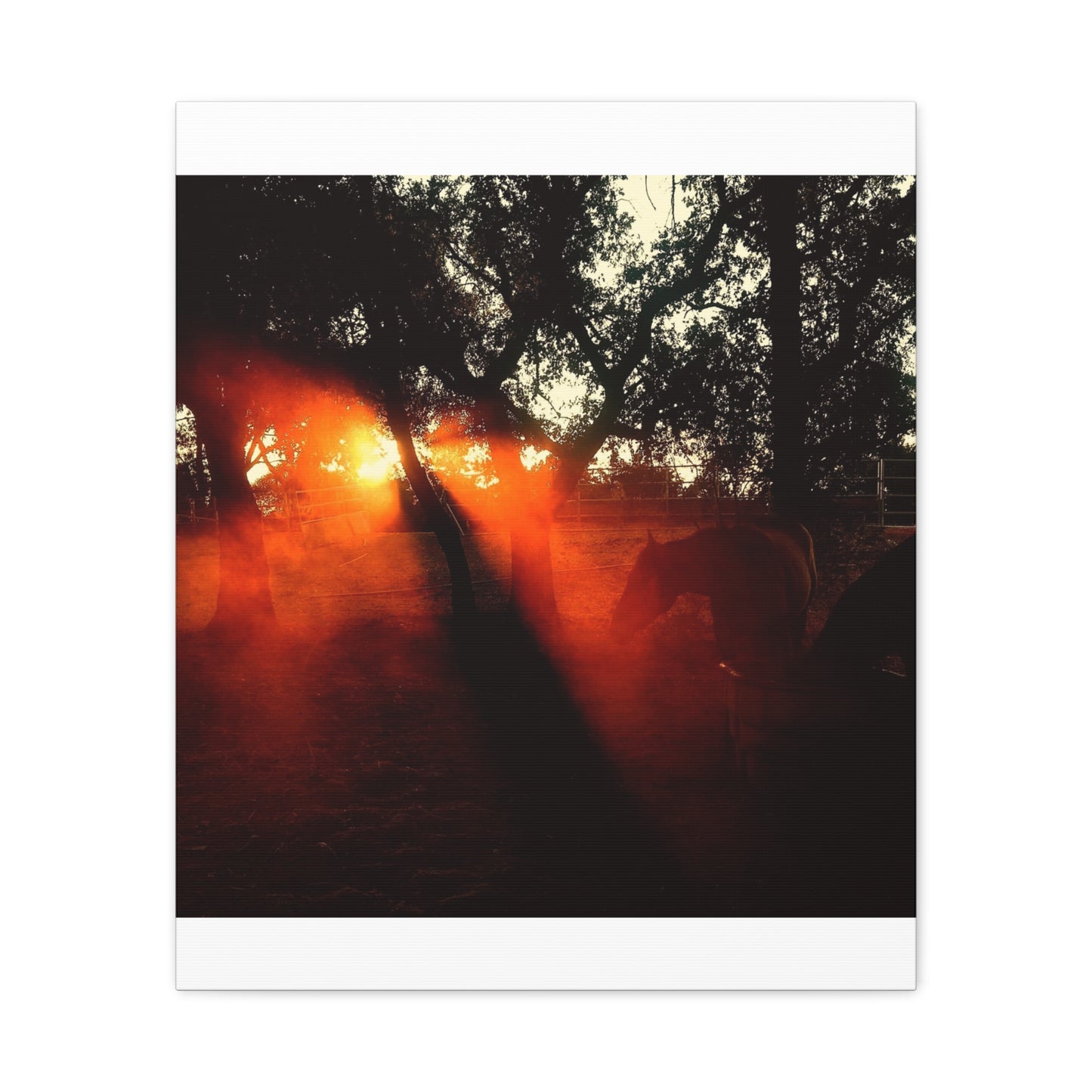 Sunset Forest Matte Canvas Wall Art — Dramatic Orange Light Photography