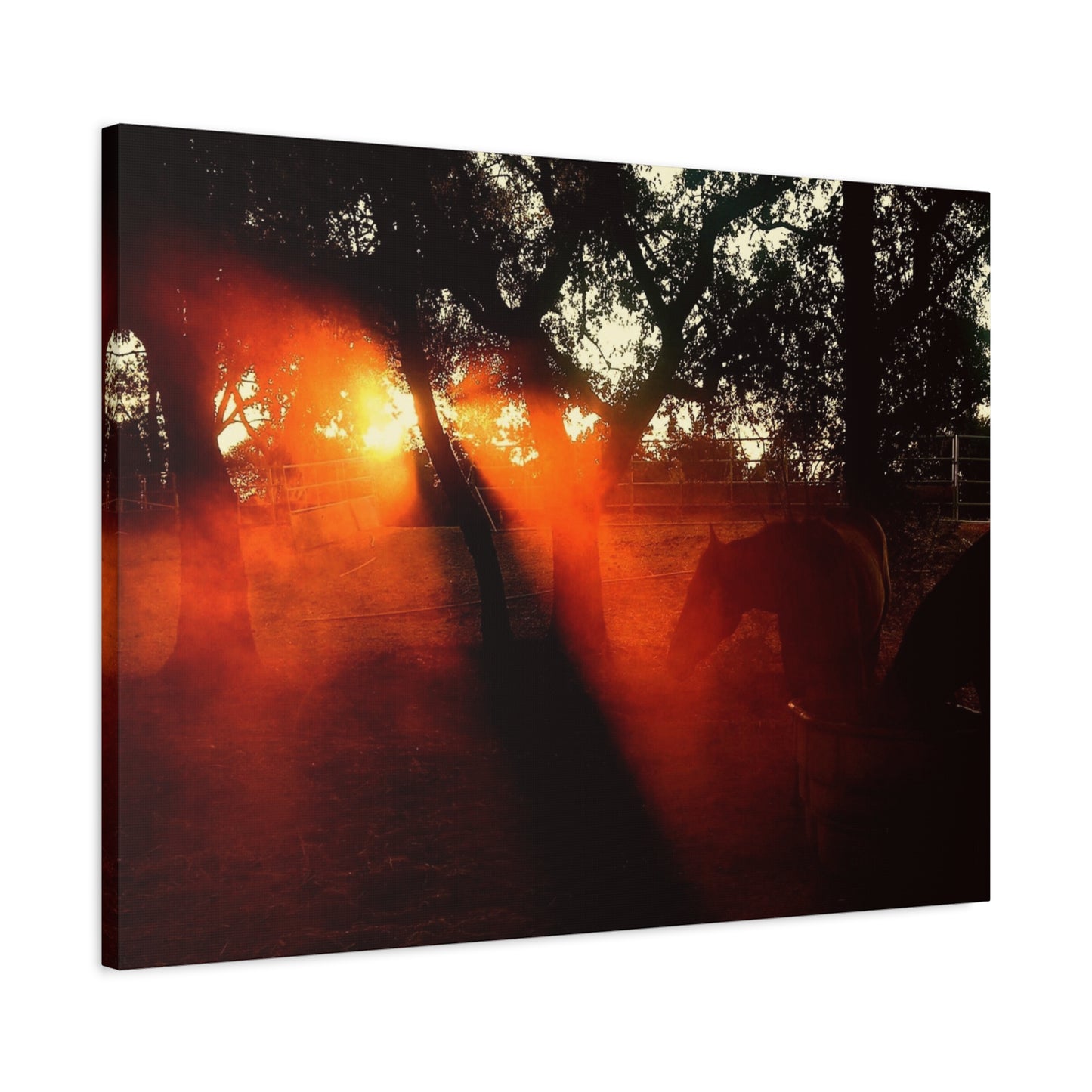 Sunset Forest Matte Canvas Wall Art — Dramatic Orange Light Photography