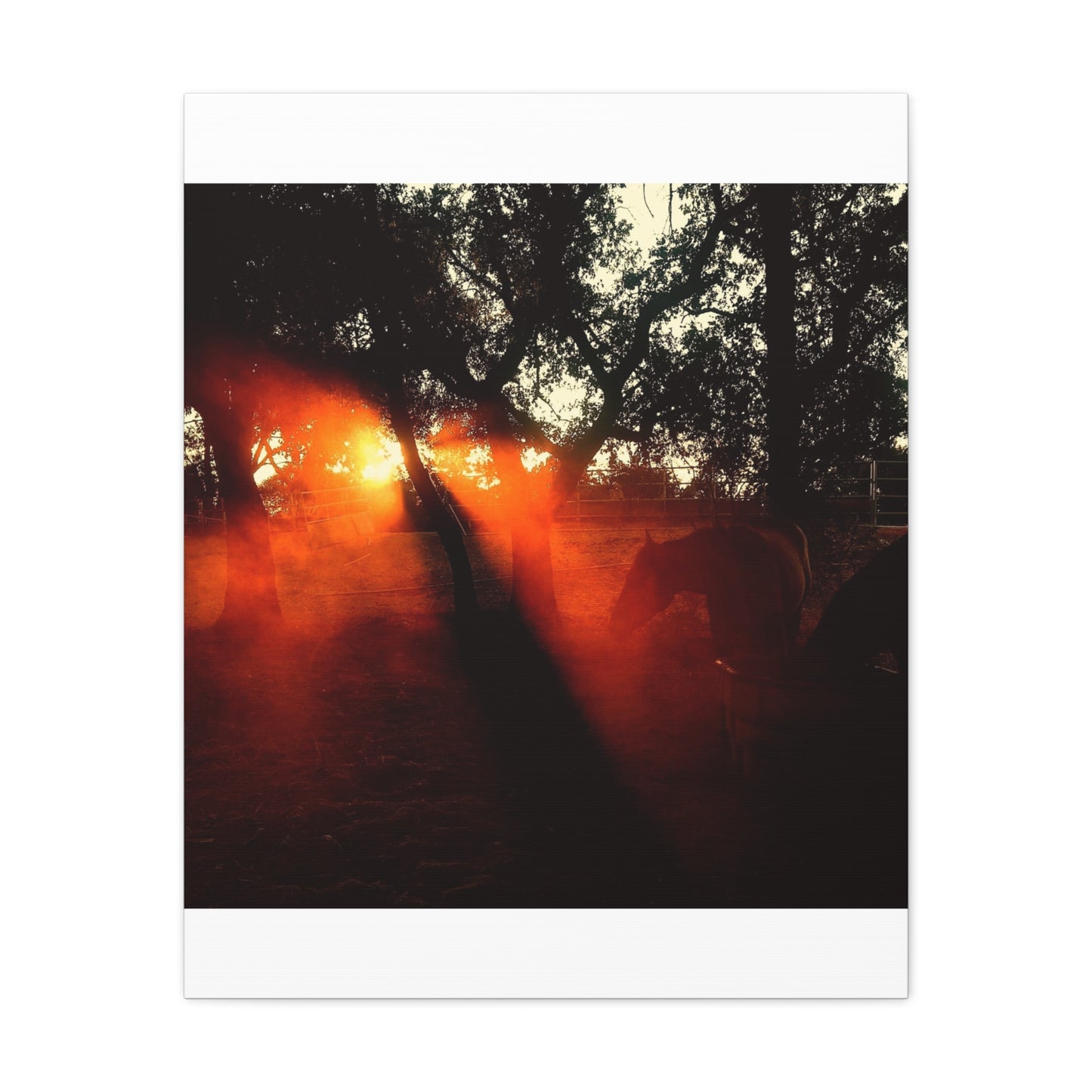 Sunset Forest Matte Canvas Wall Art — Dramatic Orange Light Photography