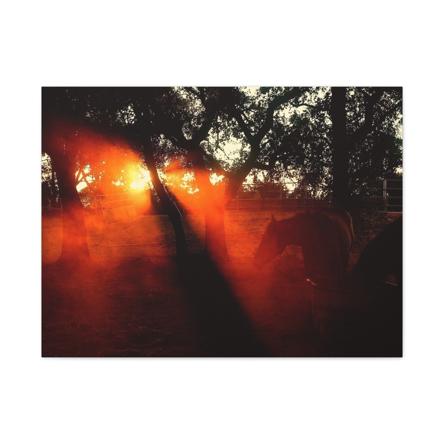 Sunset Forest Matte Canvas Wall Art — Dramatic Orange Light Photography