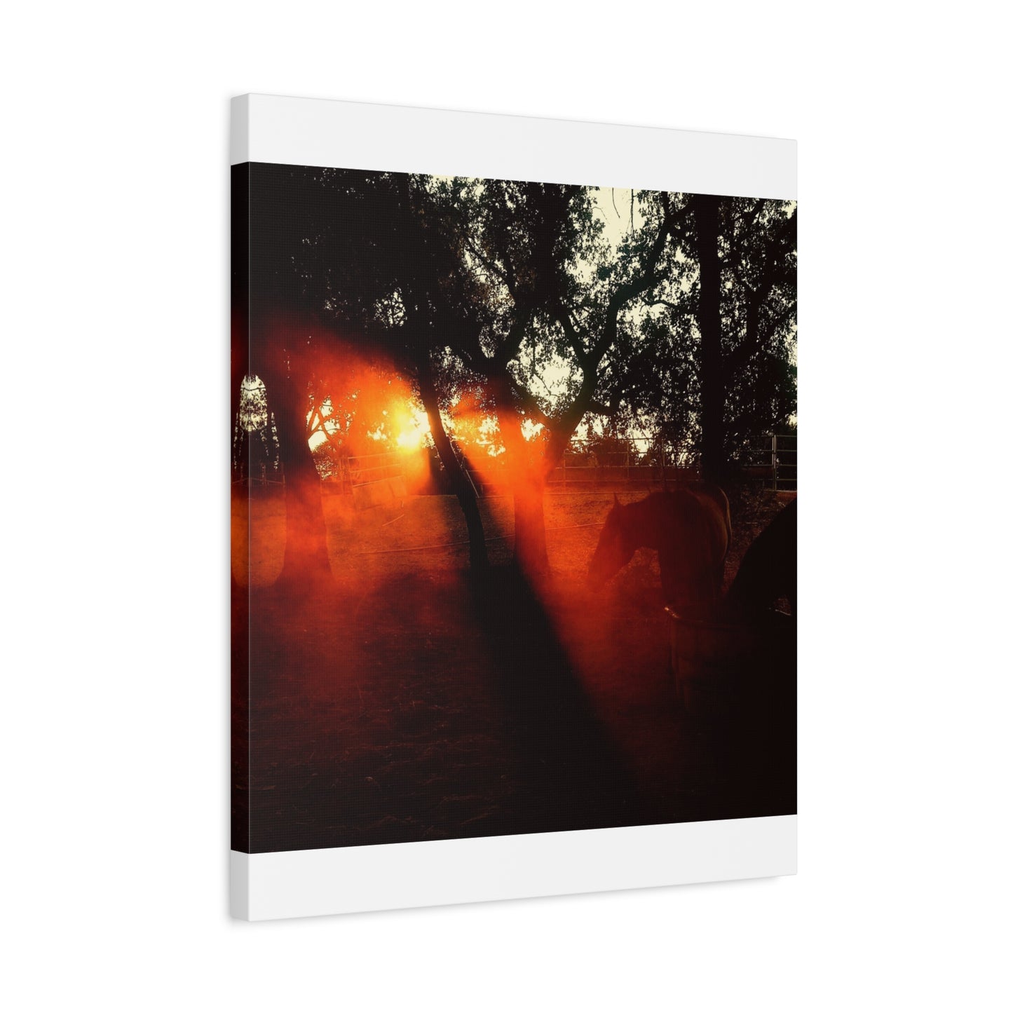 Sunset Forest Matte Canvas Wall Art — Dramatic Orange Light Photography