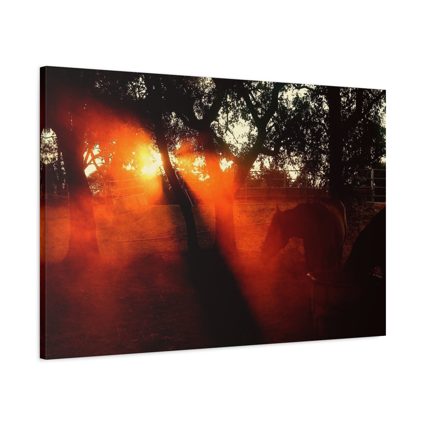 Sunset Forest Matte Canvas Wall Art — Dramatic Orange Light Photography