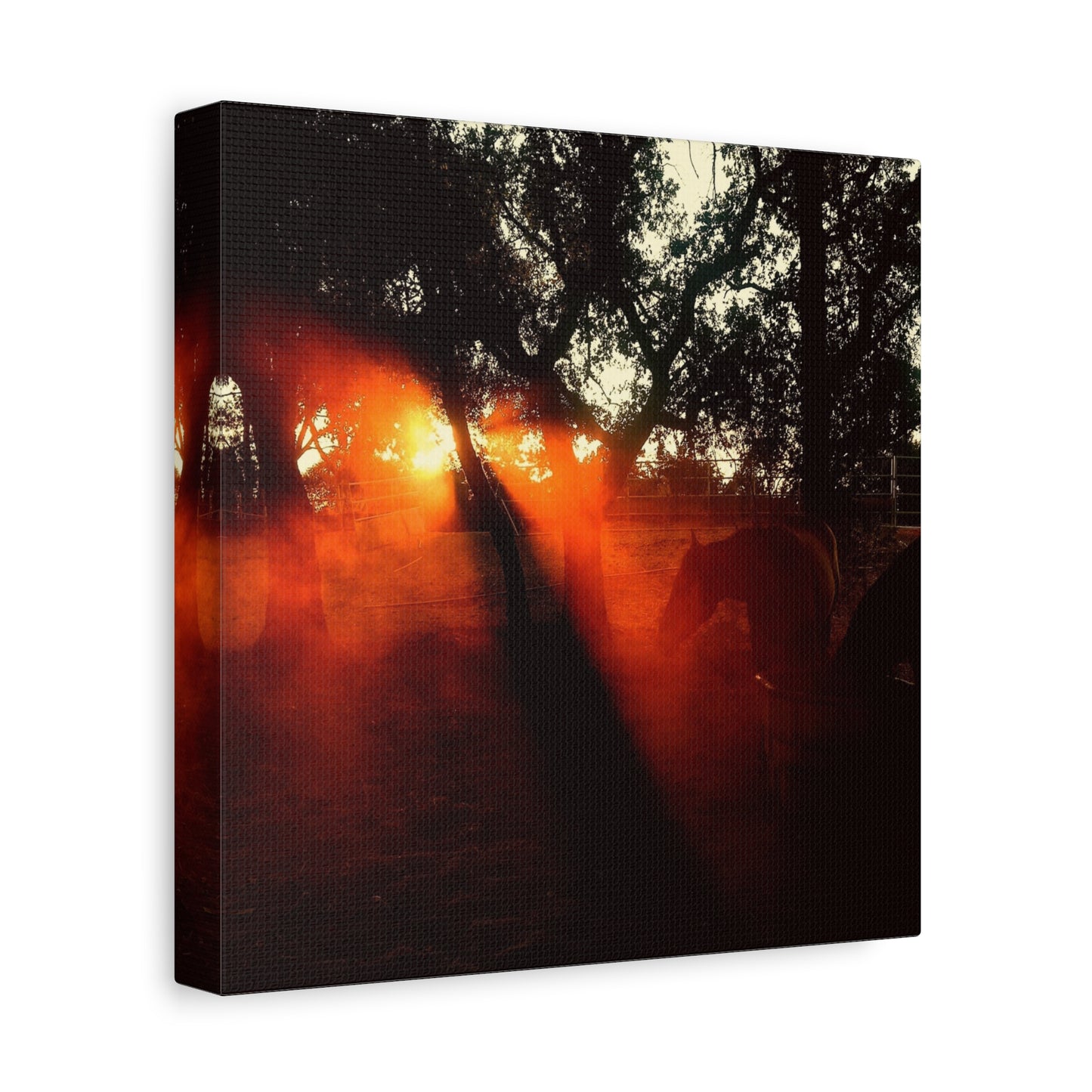 Sunset Forest Matte Canvas Wall Art — Dramatic Orange Light Photography