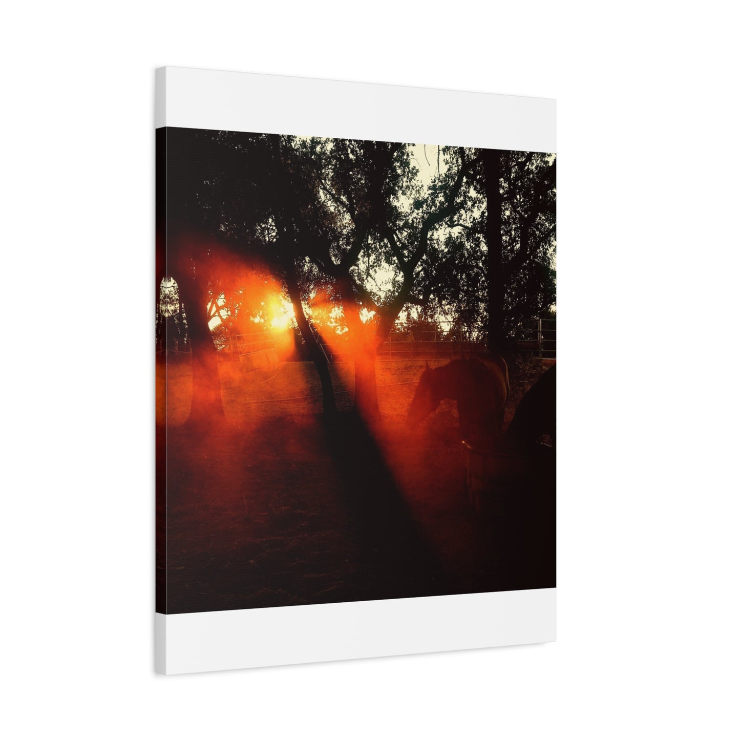 Sunset Forest Matte Canvas Wall Art — Dramatic Orange Light Photography