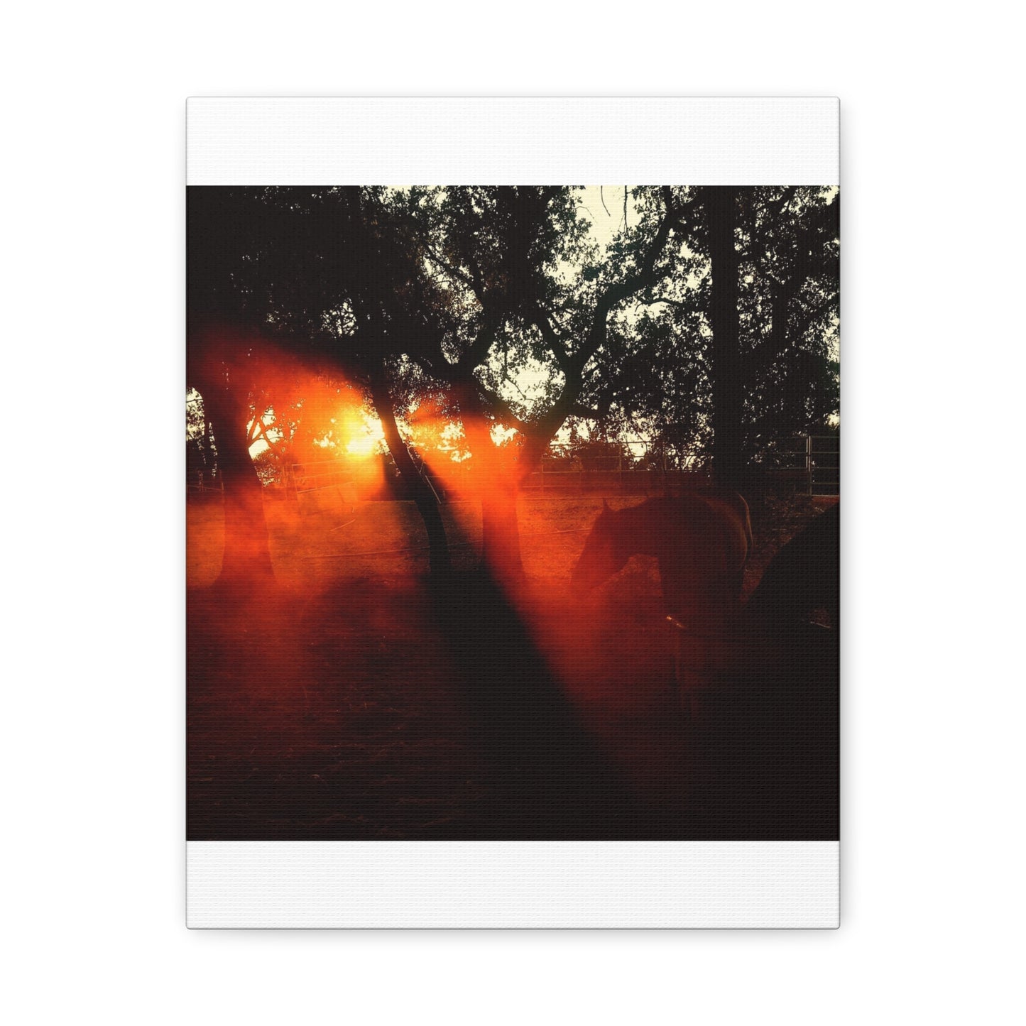 Sunset Forest Matte Canvas Wall Art — Dramatic Orange Light Photography