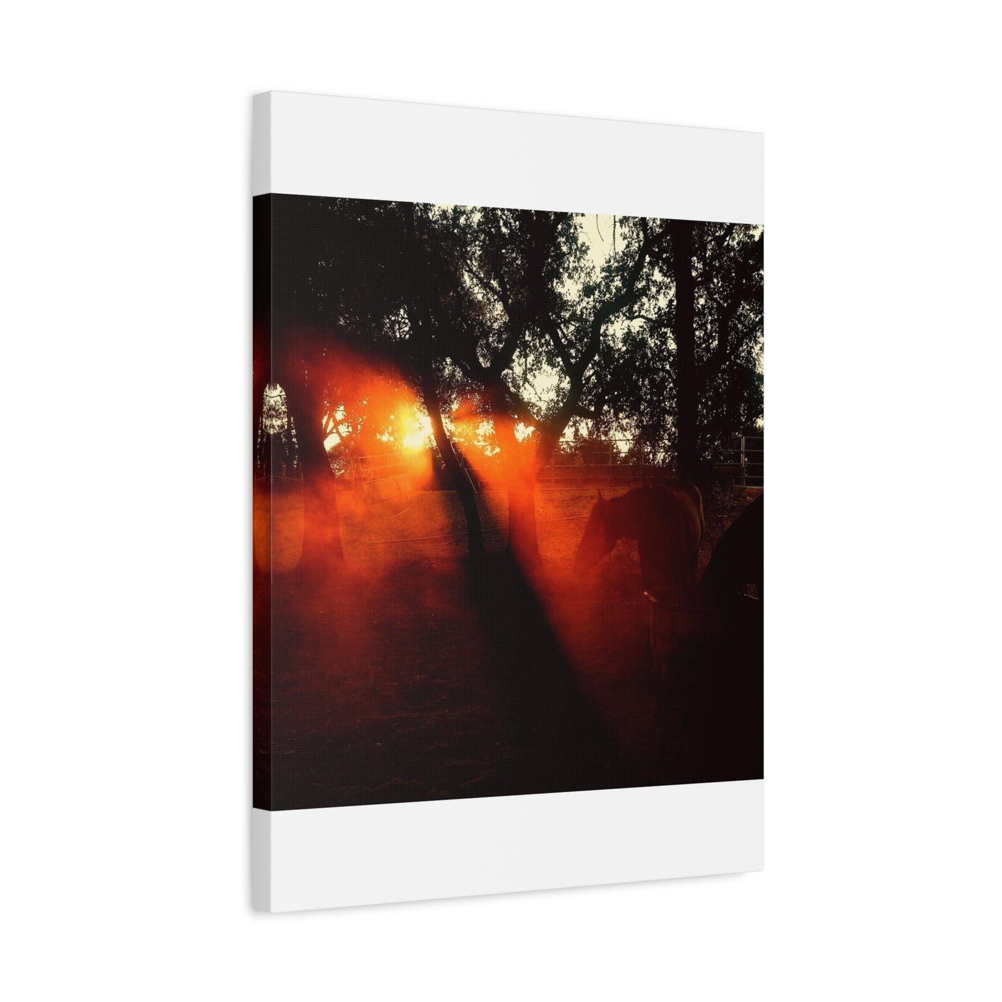 Sunset Forest Matte Canvas Wall Art — Dramatic Orange Light Photography