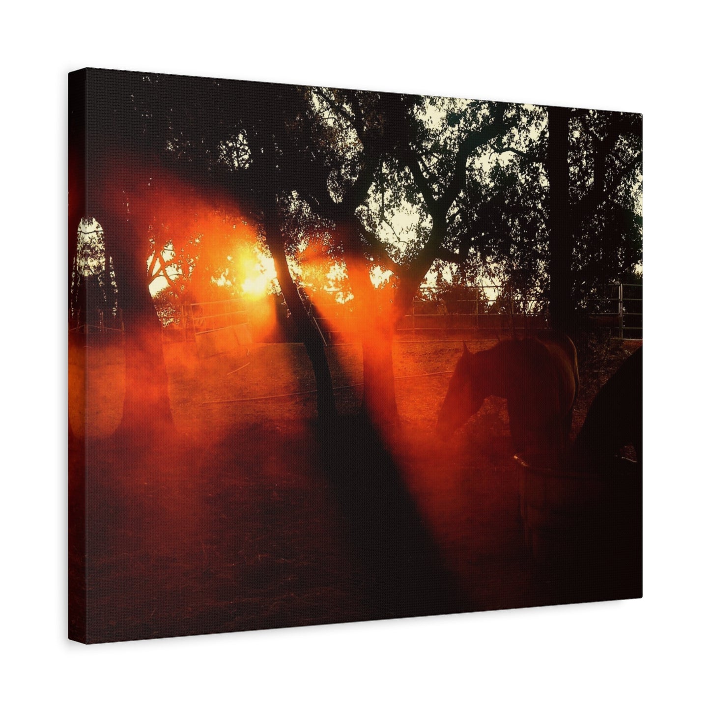 Sunset Forest Matte Canvas Wall Art — Dramatic Orange Light Photography