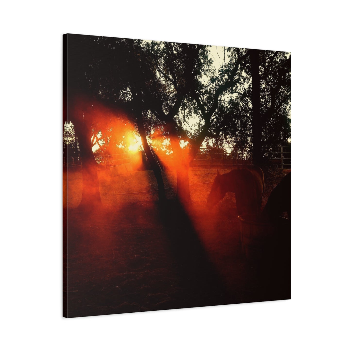 Sunset Forest Matte Canvas Wall Art — Dramatic Orange Light Photography