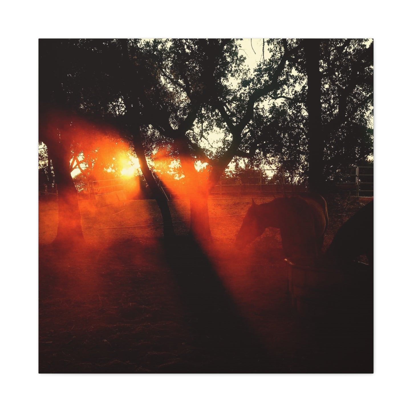 Sunset Forest Matte Canvas Wall Art — Dramatic Orange Light Photography