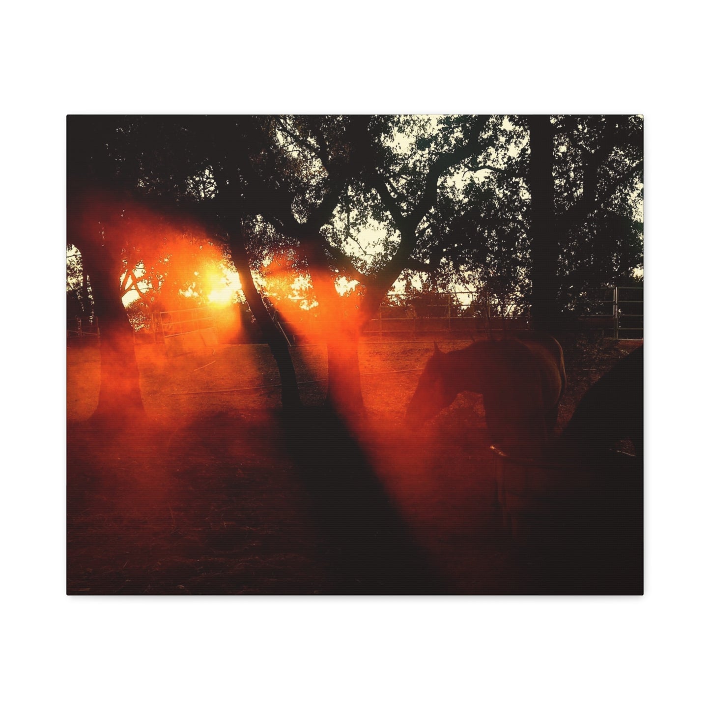 Sunset Forest Matte Canvas Wall Art — Dramatic Orange Light Photography