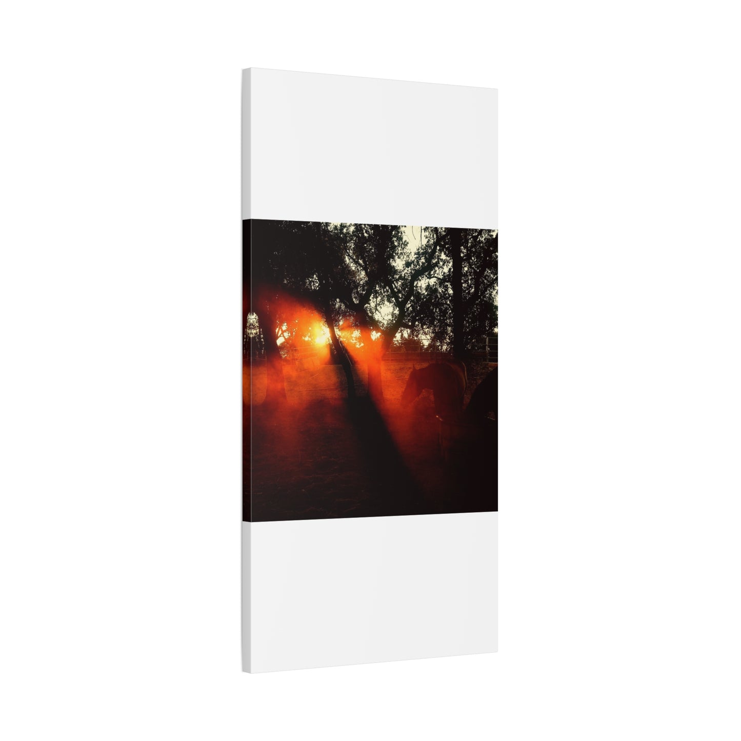 Sunset Forest Matte Canvas Wall Art — Dramatic Orange Light Photography