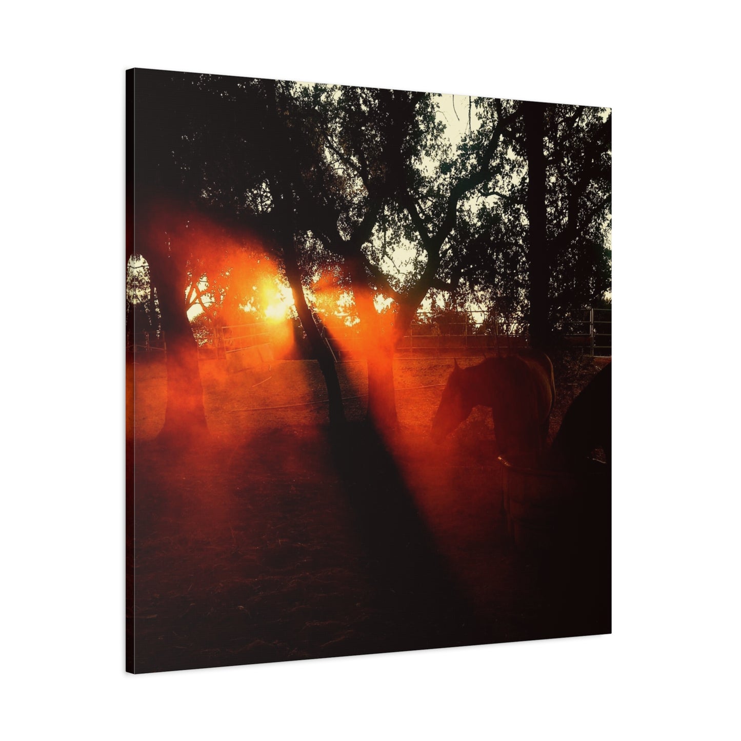 Sunset Forest Matte Canvas Wall Art — Dramatic Orange Light Photography