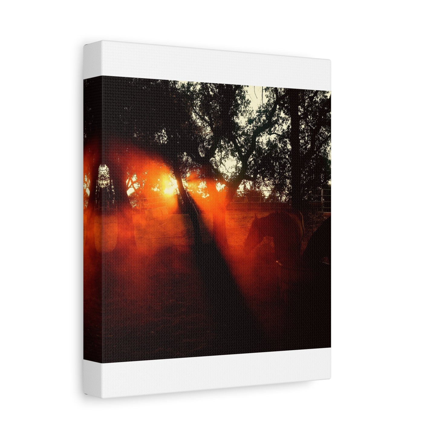 Sunset Forest Matte Canvas Wall Art — Dramatic Orange Light Photography