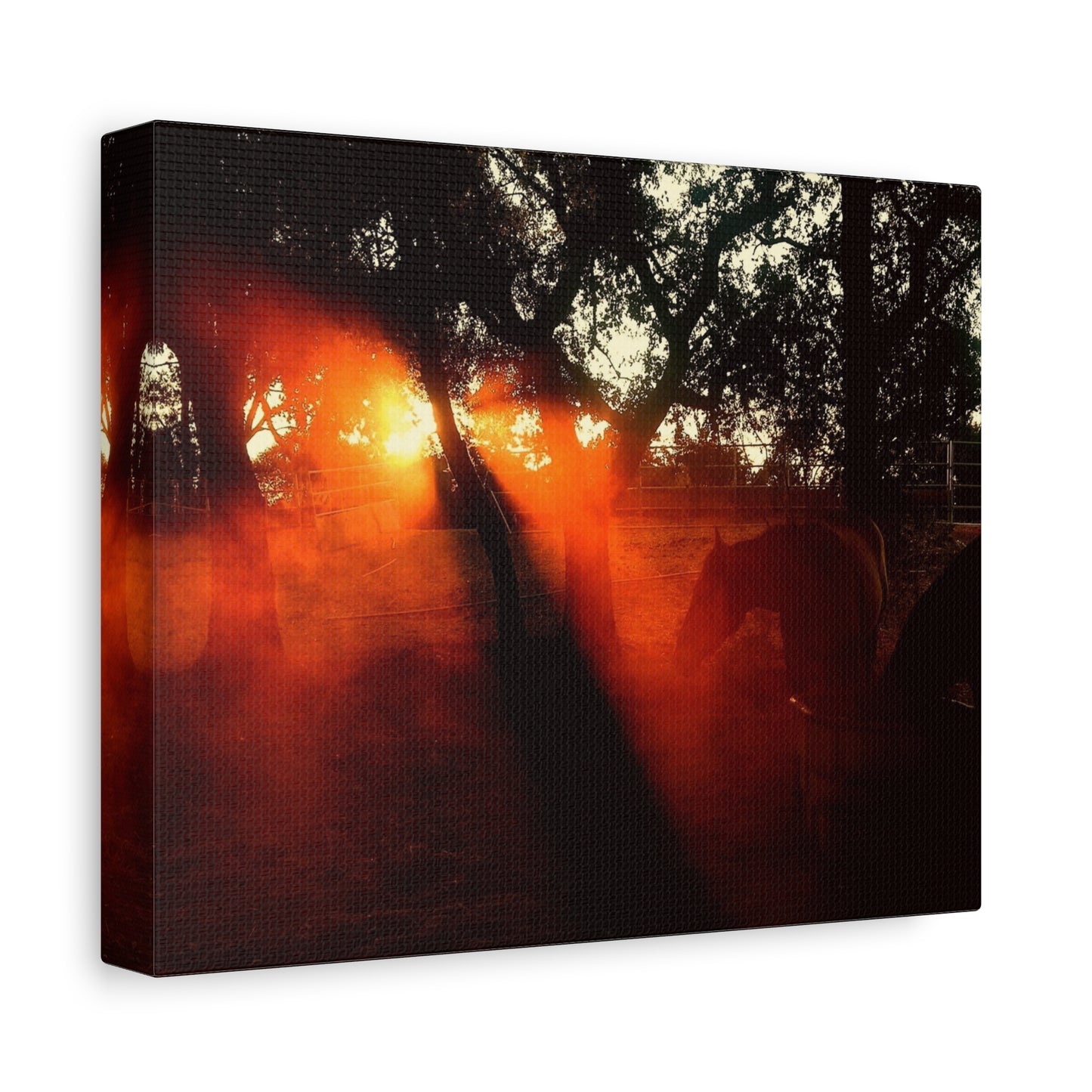 Sunset Forest Matte Canvas Wall Art — Dramatic Orange Light Photography