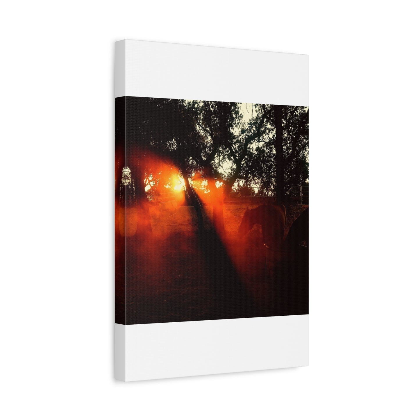 Sunset Forest Matte Canvas Wall Art — Dramatic Orange Light Photography