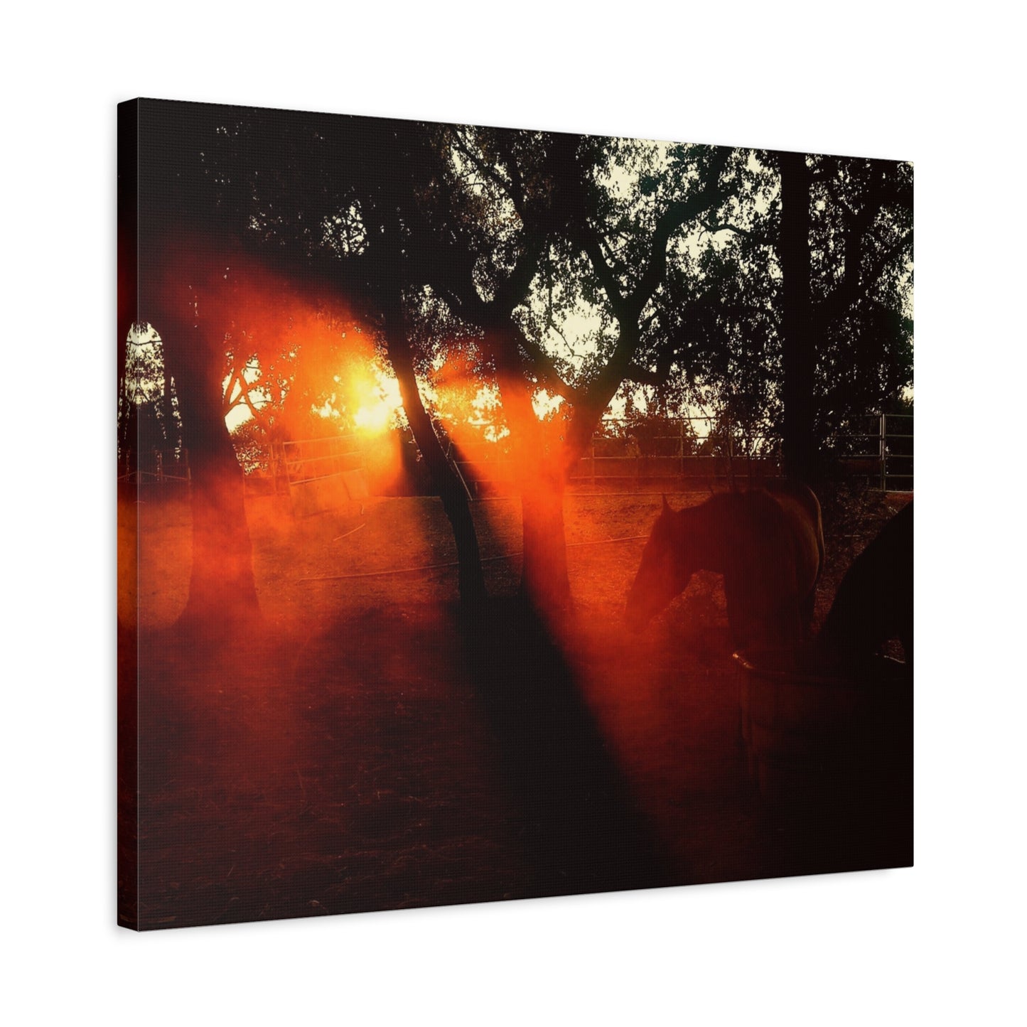 Sunset Forest Matte Canvas Wall Art — Dramatic Orange Light Photography
