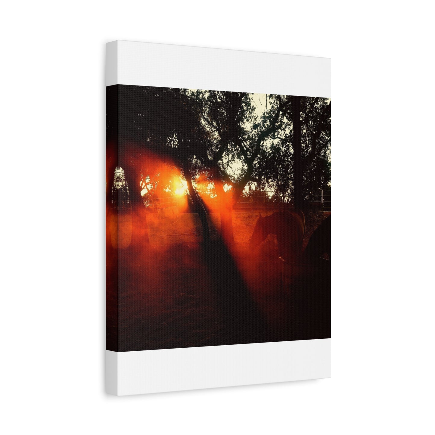 Sunset Forest Matte Canvas Wall Art — Dramatic Orange Light Photography
