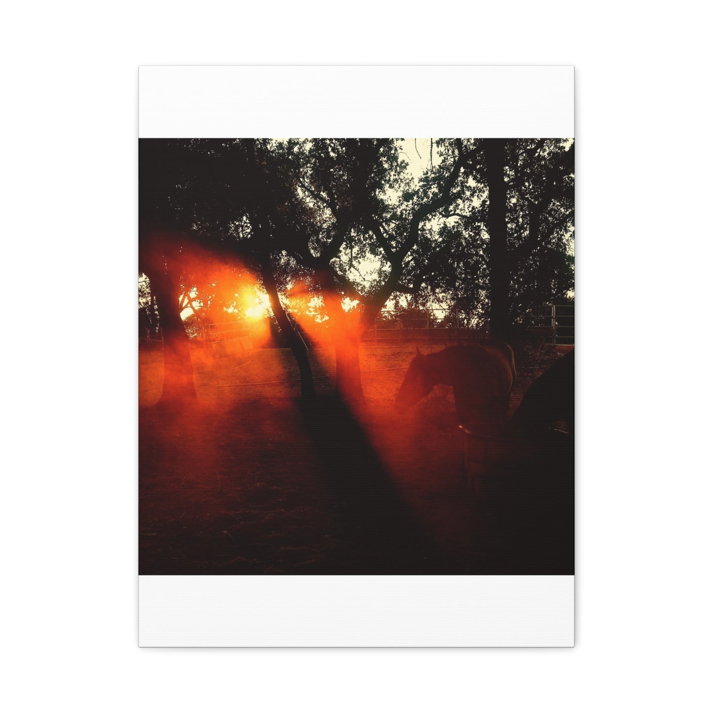 Sunset Forest Matte Canvas Wall Art — Dramatic Orange Light Photography