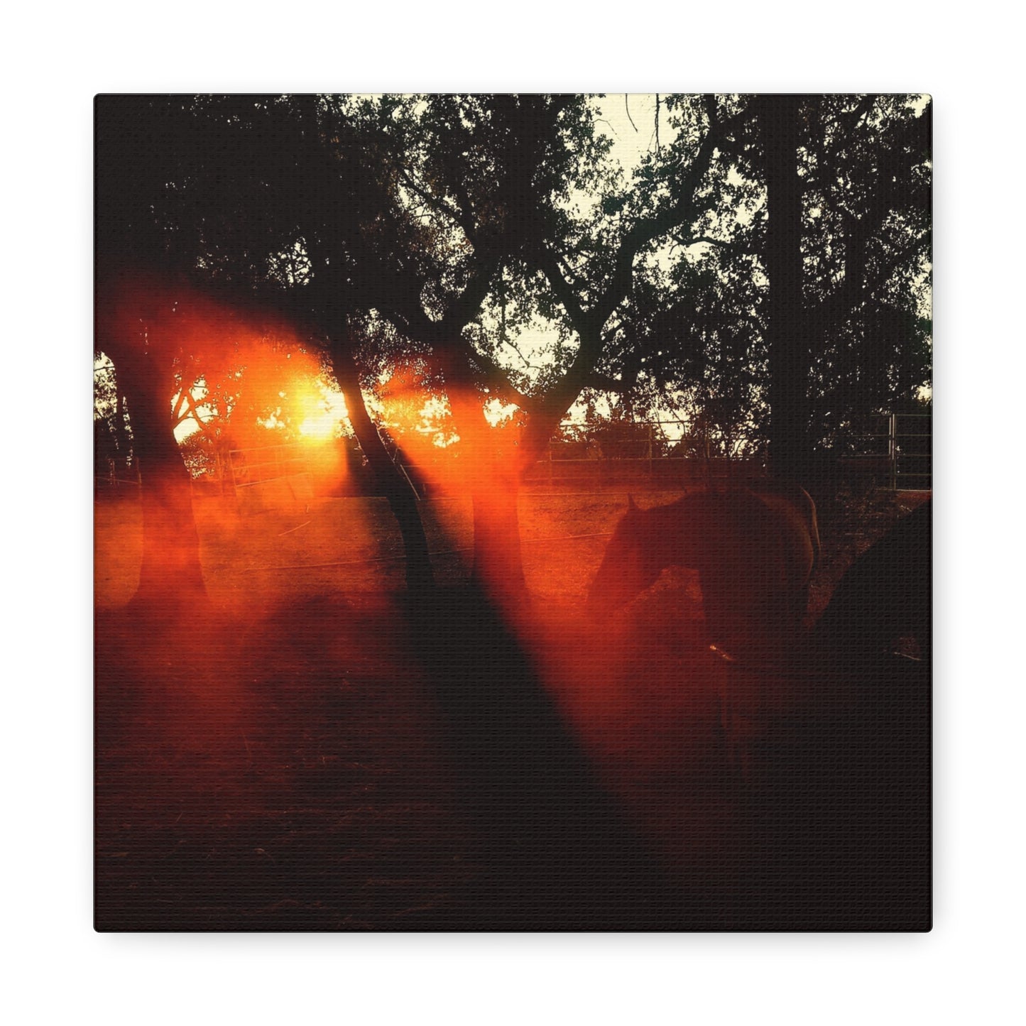 Sunset Forest Matte Canvas Wall Art — Dramatic Orange Light Photography