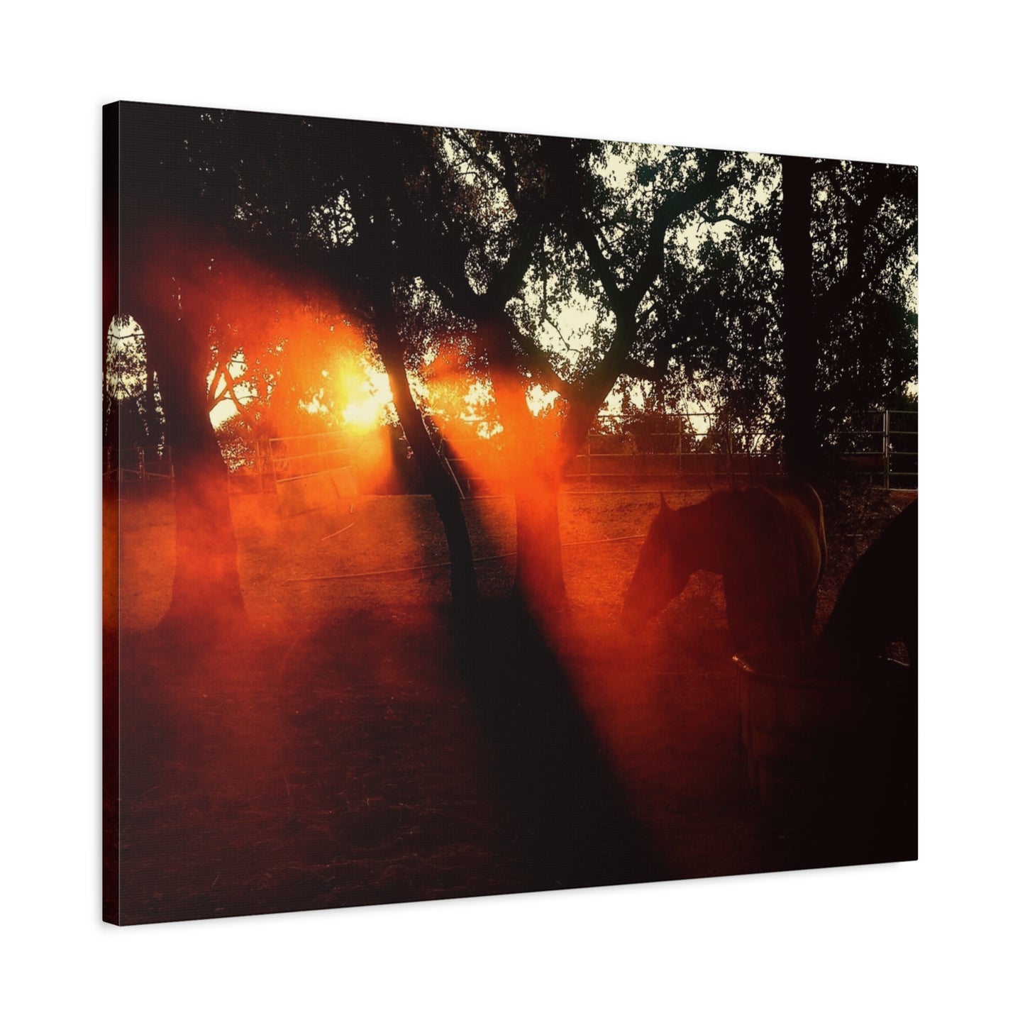 Sunset Forest Matte Canvas Wall Art — Dramatic Orange Light Photography
