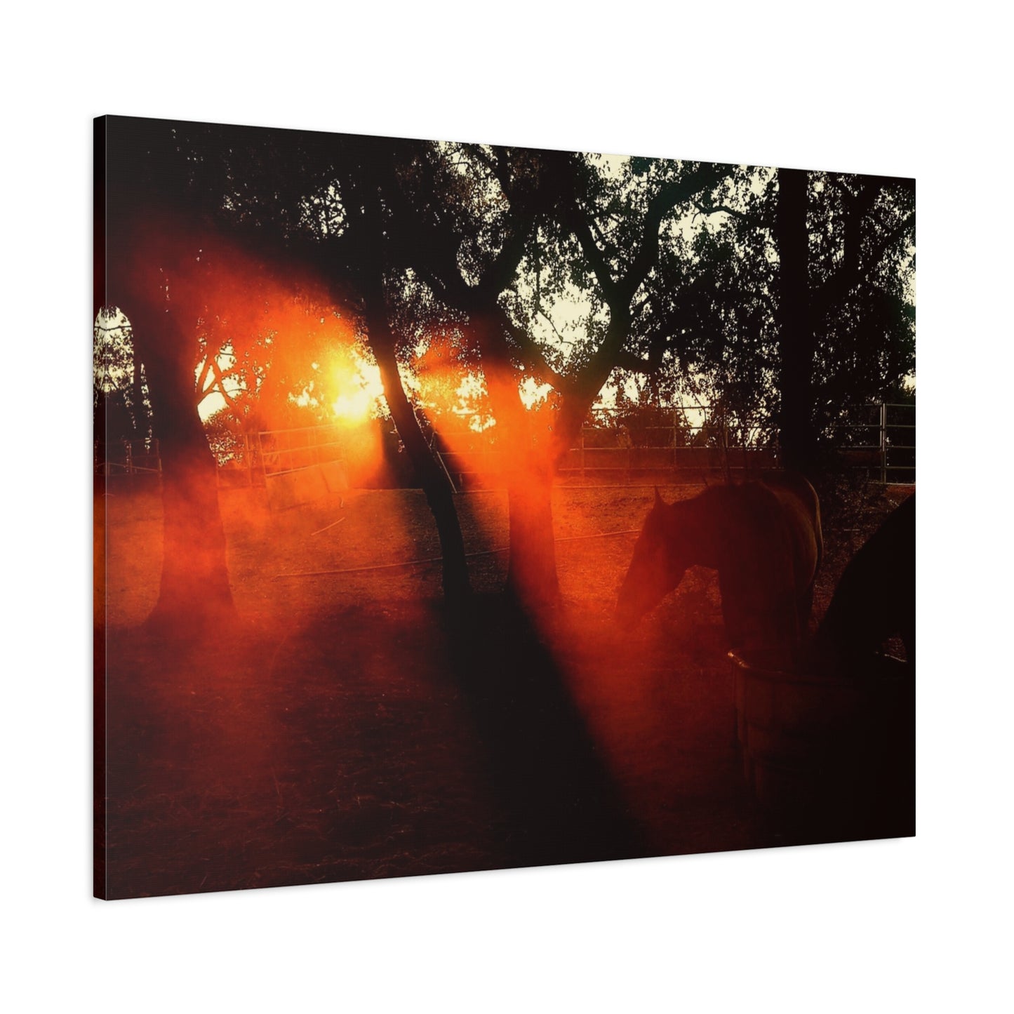 Sunset Forest Matte Canvas Wall Art — Dramatic Orange Light Photography