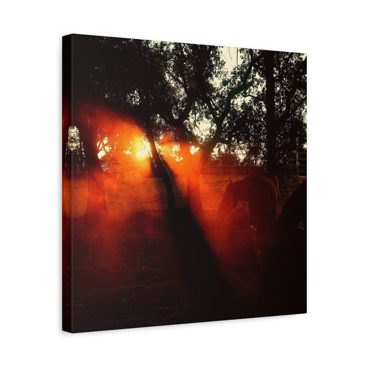 Sunset Forest Matte Canvas Wall Art — Dramatic Orange Light Photography