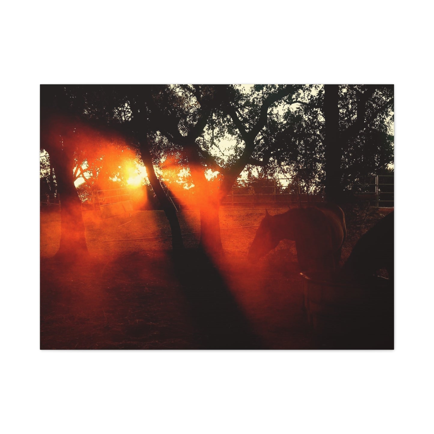 Sunset Forest Matte Canvas Wall Art — Dramatic Orange Light Photography