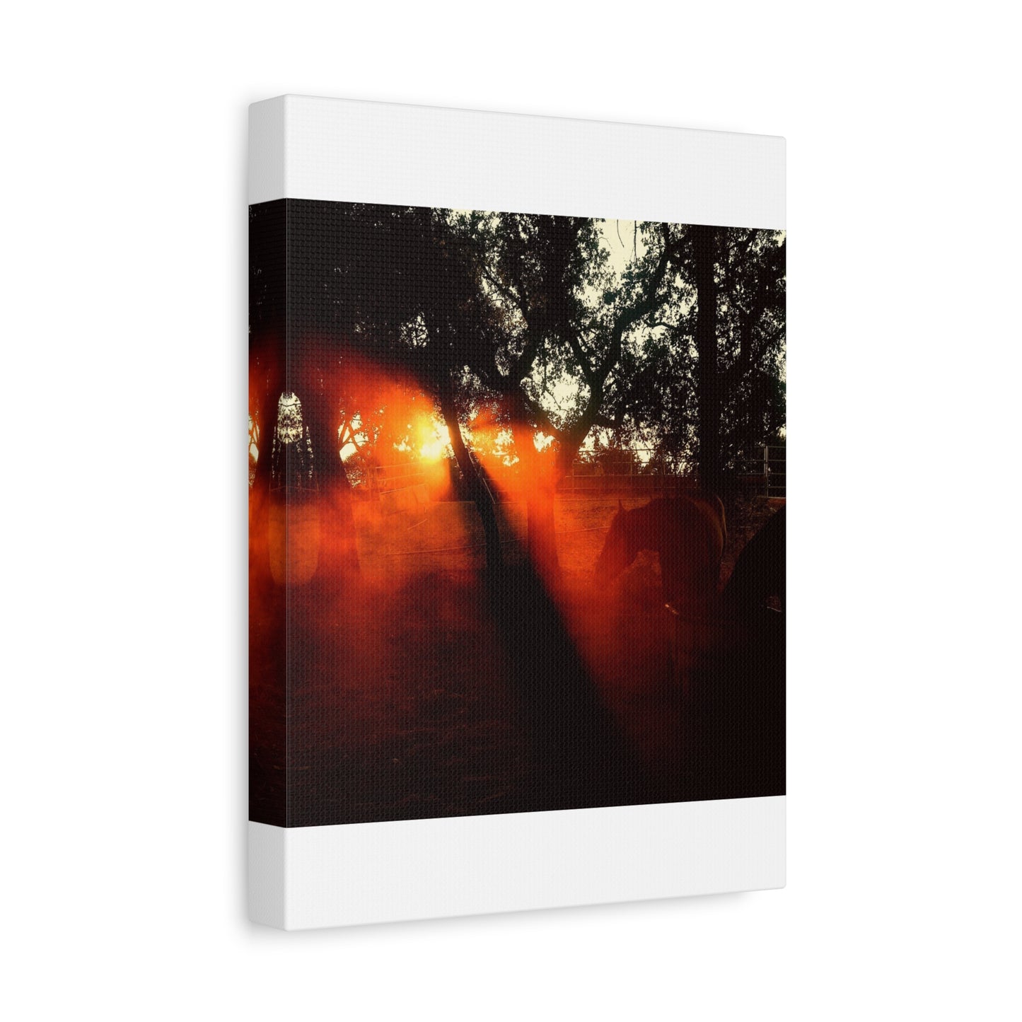 Sunset Forest Matte Canvas Wall Art — Dramatic Orange Light Photography
