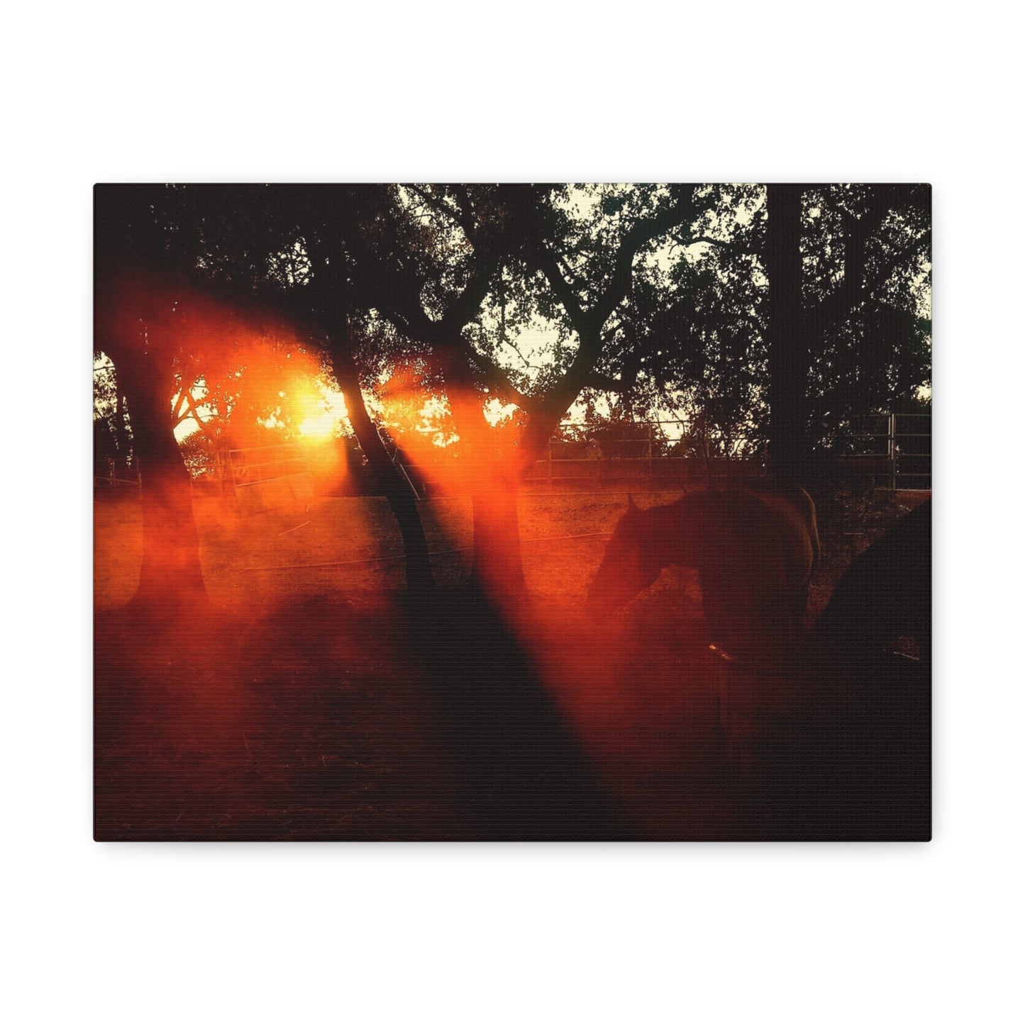 Sunset Forest Matte Canvas Wall Art — Dramatic Orange Light Photography