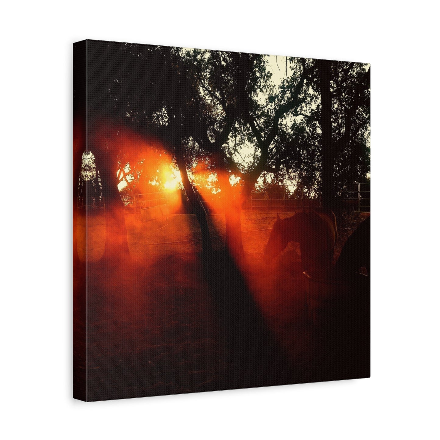 Sunset Forest Matte Canvas Wall Art — Dramatic Orange Light Photography